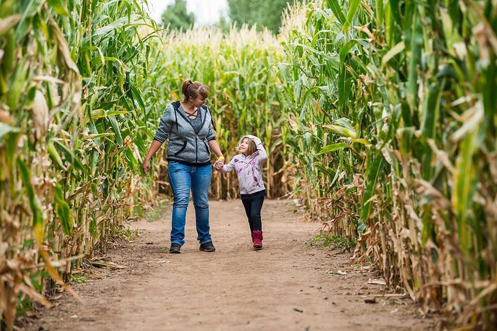 Aerial view of the Giant Corn Maze at Chatfield Farms celebrating Colorado's 150th anniversary